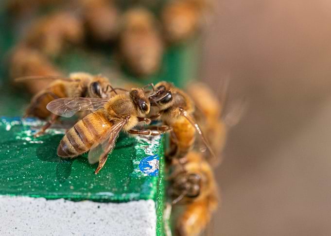 Close-up of Honeybees on a Hive