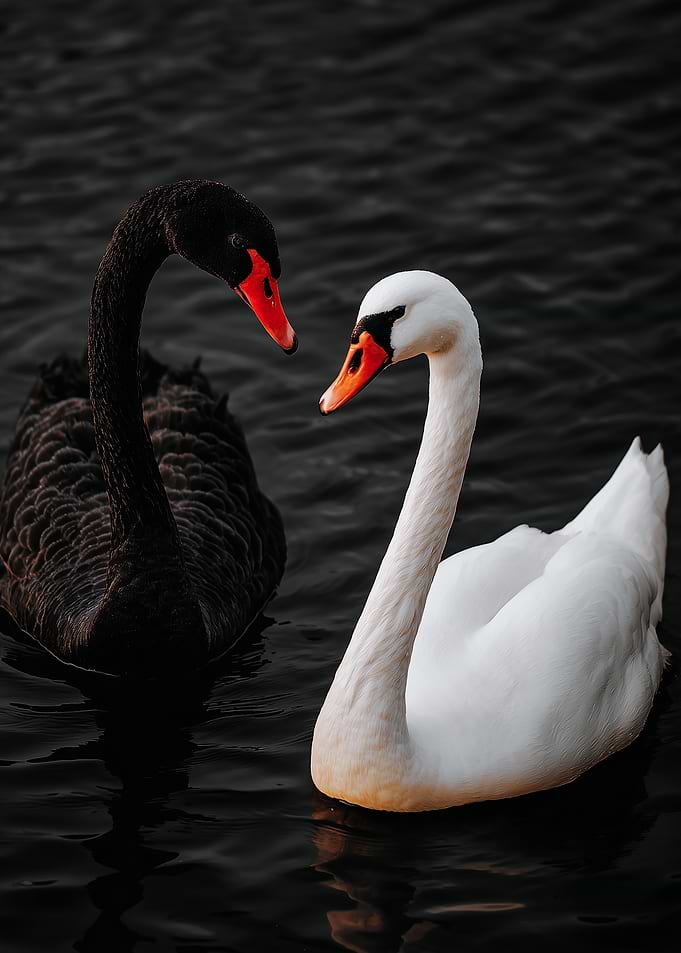 Black and White Swans on Water