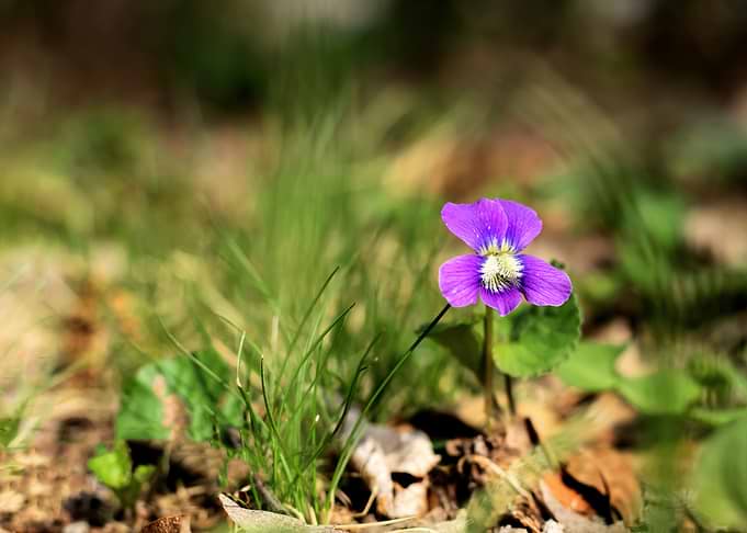 Purple Violet Flower in Green Grass