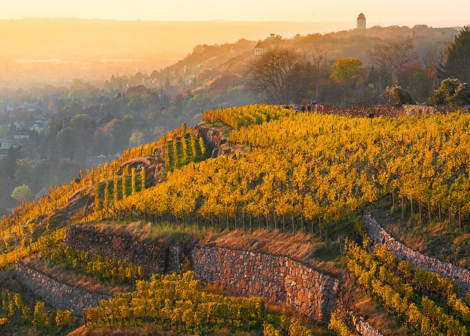 Autumn Vineyard on a Hillside