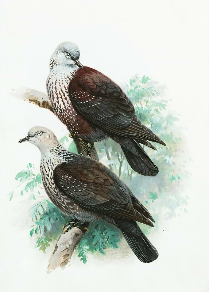 Two Birds on a Branch Painting