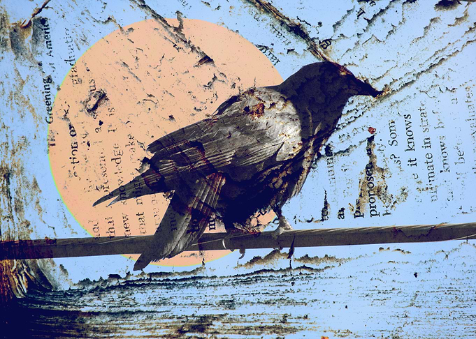 Morning Crow