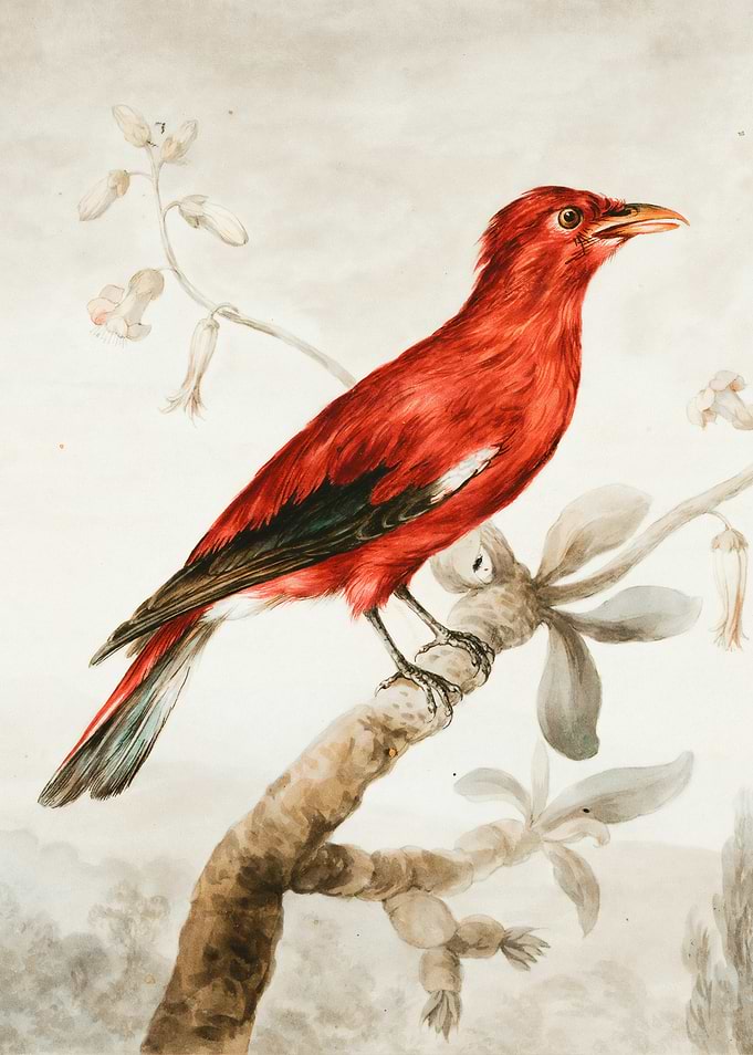 Vibrant Red Bird on a Branch Painting