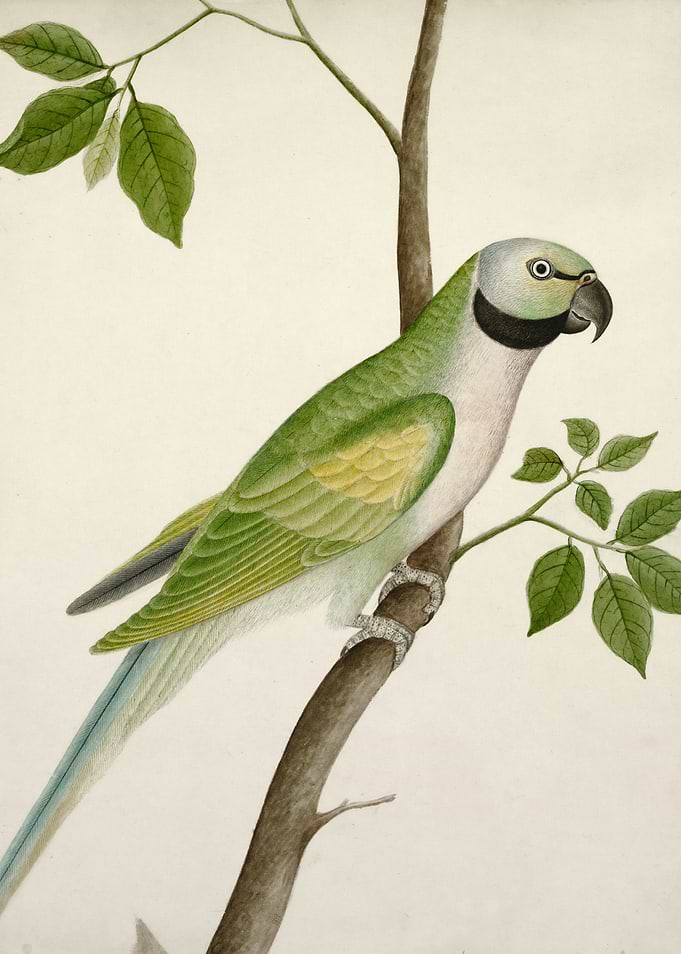 Green Parrot on a Branch Painting