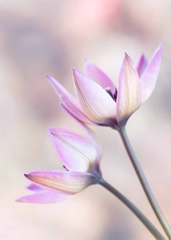 Delicate Pink Tulips