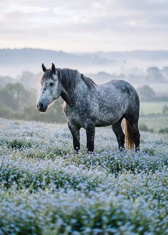 Dappled gray horse in a field of flowers