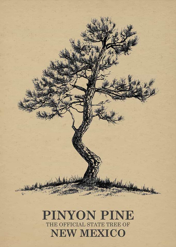 Pinyon Pine Official State Tree of New Mexico