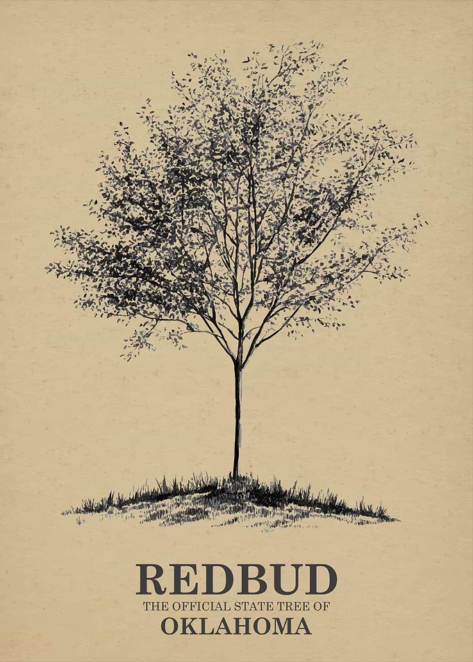Redbud Tree of Oklahoma