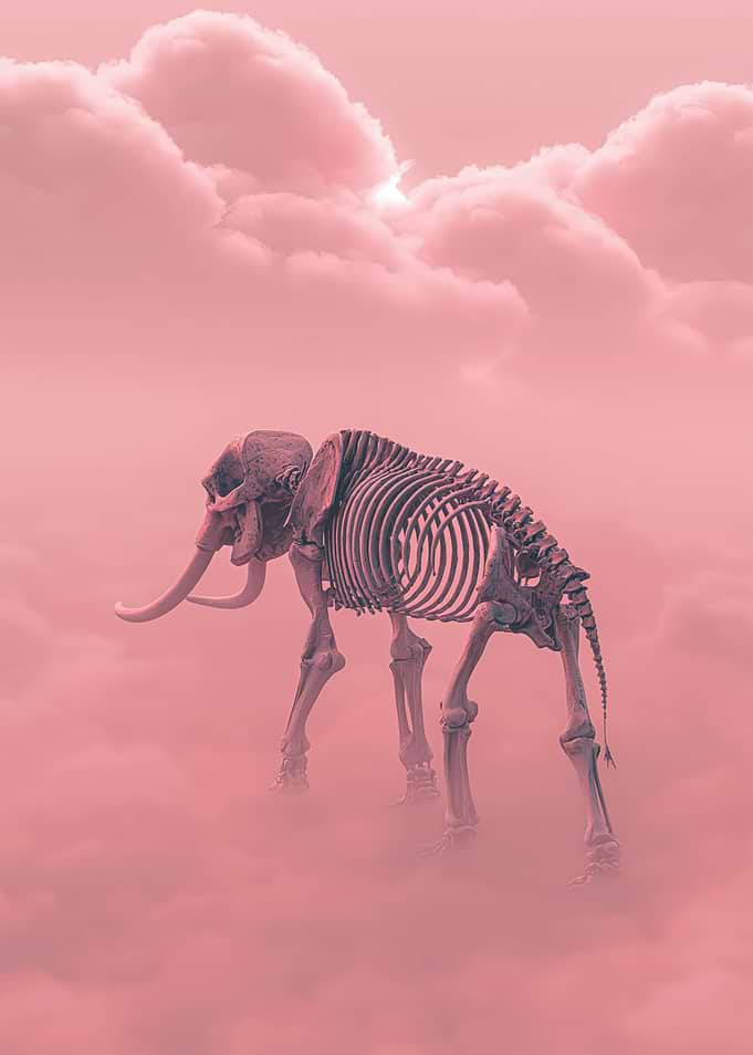Elephant Skeleton in Pink Clouds