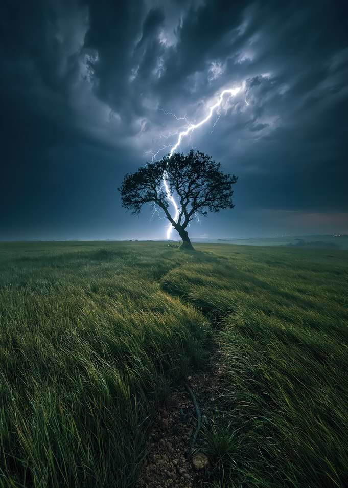 Lone Tree Struck by Lightning
