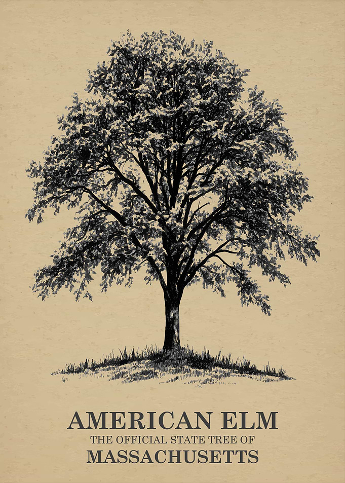 American Elm State Tree of Massachusetts