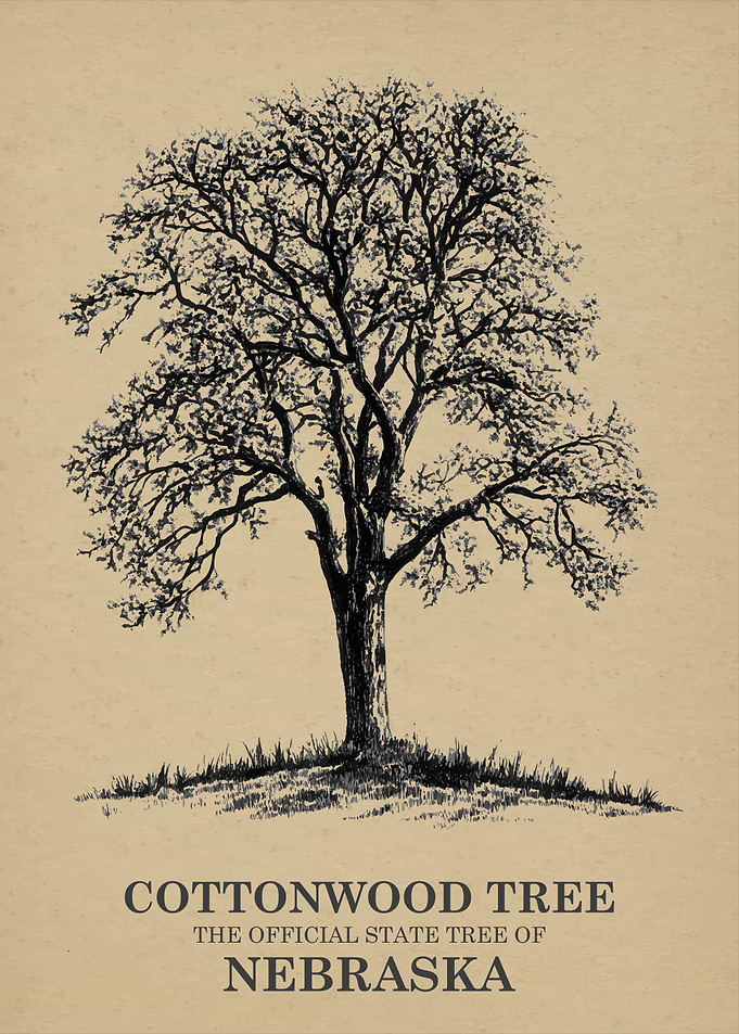 Cottonwood Tree Official State Tree of Nebraska