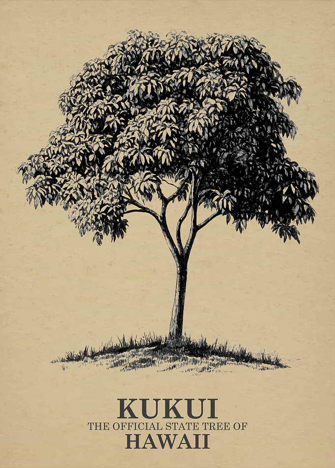 Kukui Tree Illustration