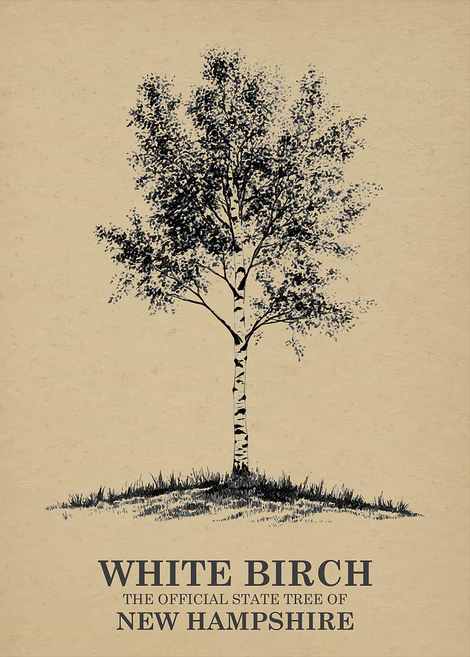 White Birch Tree Poster