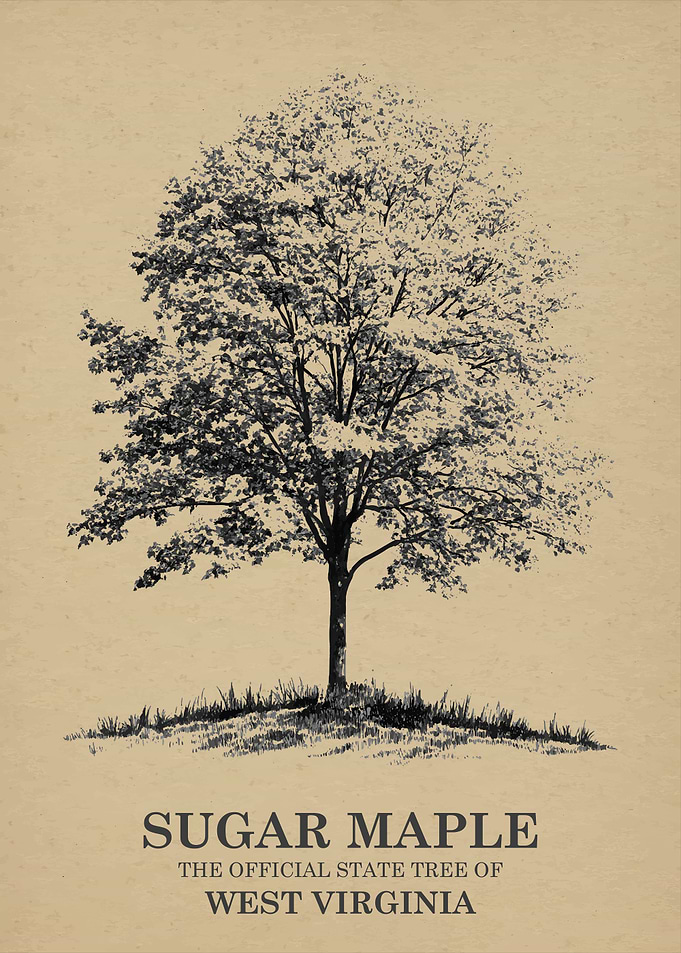 Sugar Maple Official State Tree of West Virginia