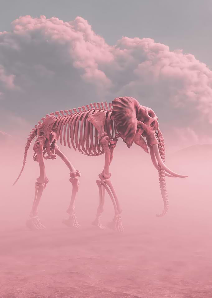 Pink Elephant Skeleton in Fog