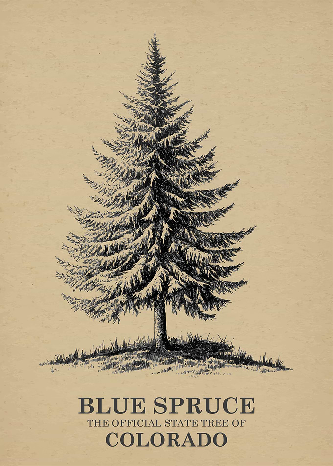 Blue Spruce Colorado State Tree