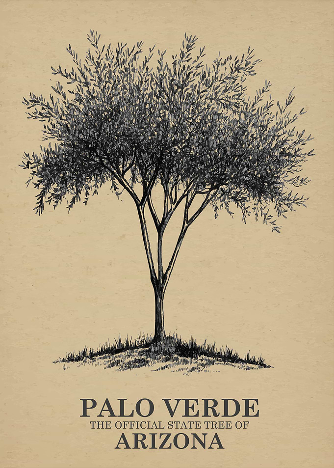 Palo Verde Arizona State Tree Illustration