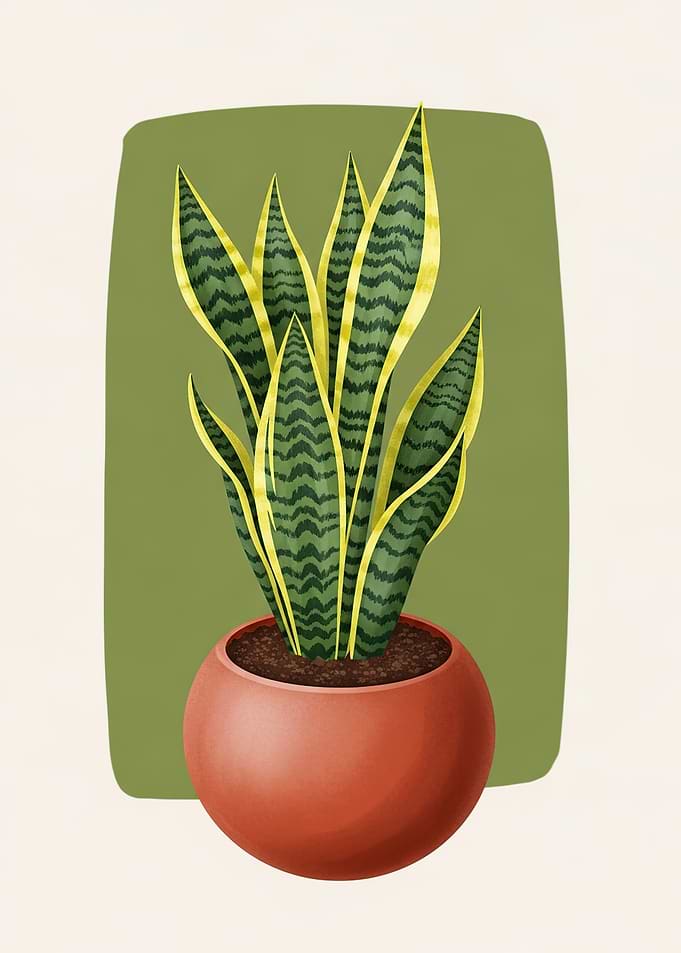 Snake Plant in a Pot