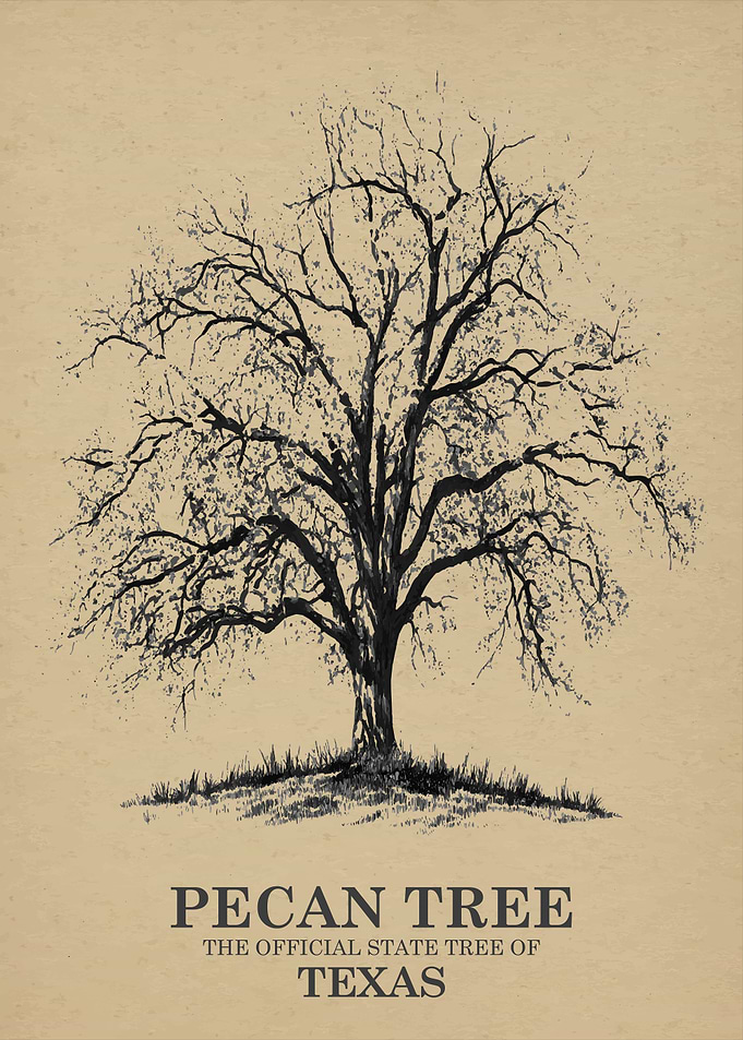 Pecan Tree Official State Tree of Texas