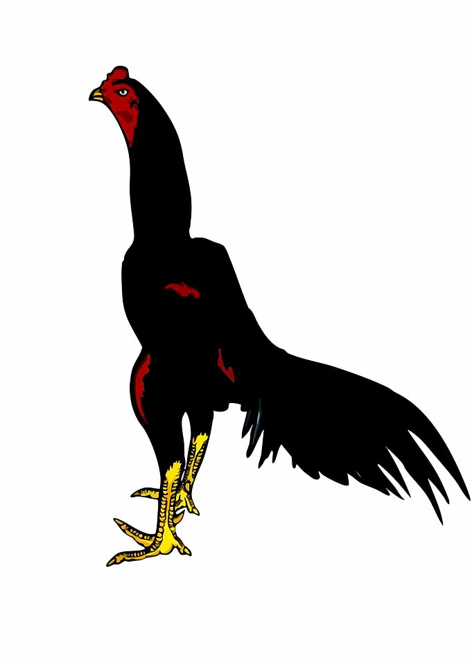 Black Rooster with Red and Yellow Accents