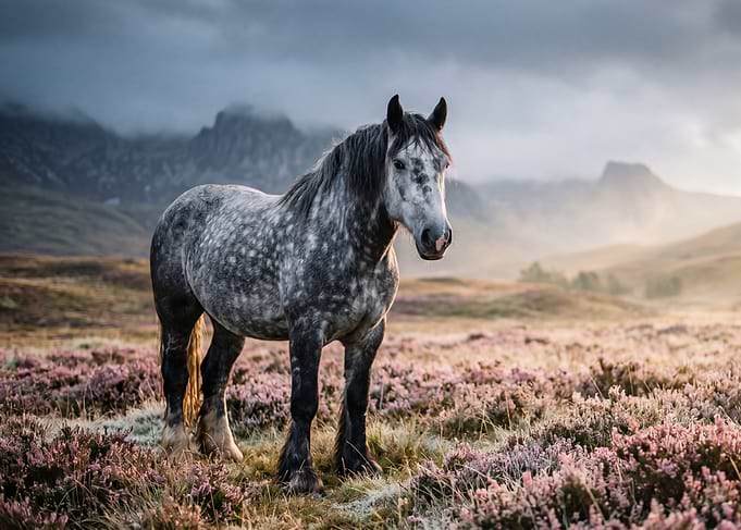 Dappled horse in a heather field