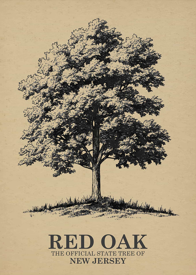 Red Oak State Tree of New Jersey
