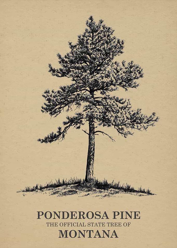 Ponderosa Pine Montana State Tree