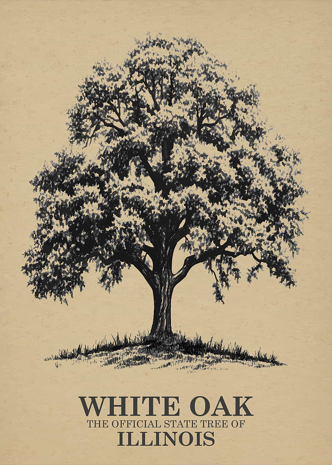 White Oak State Tree of Illinois