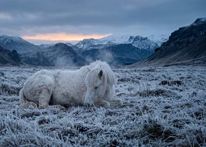 White horse resting in frosty landscape