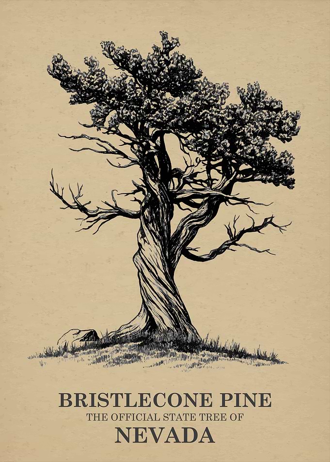 Bristlecone Pine State Tree of Nevada