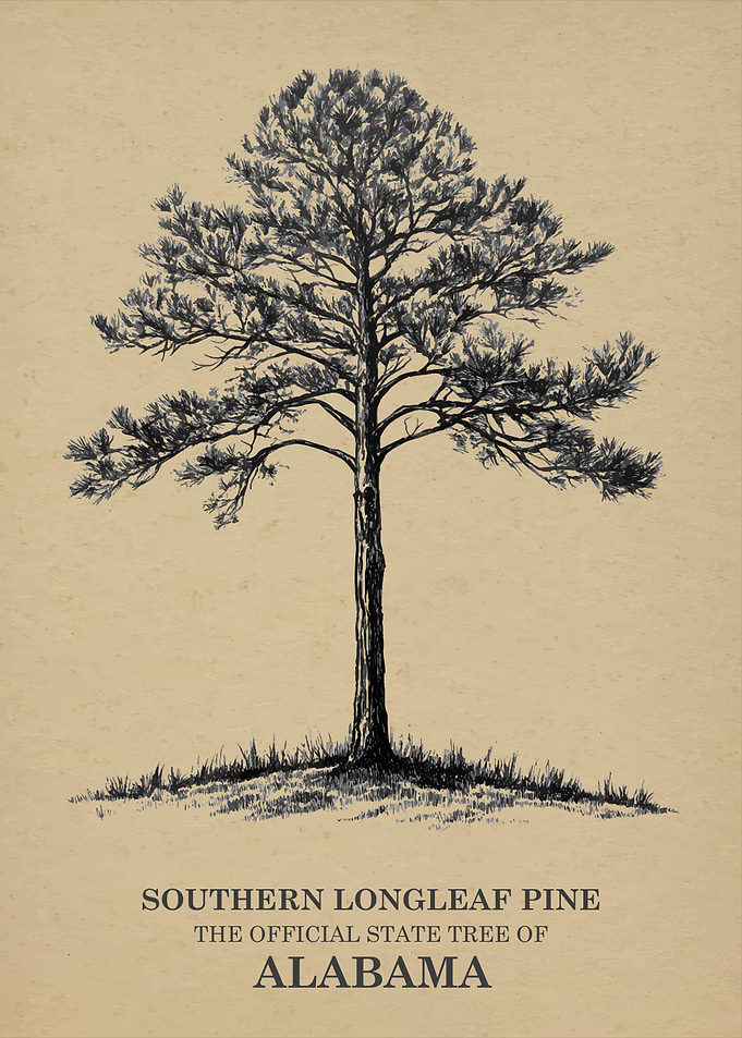 Southern Longleaf Pine Alabama State Tree