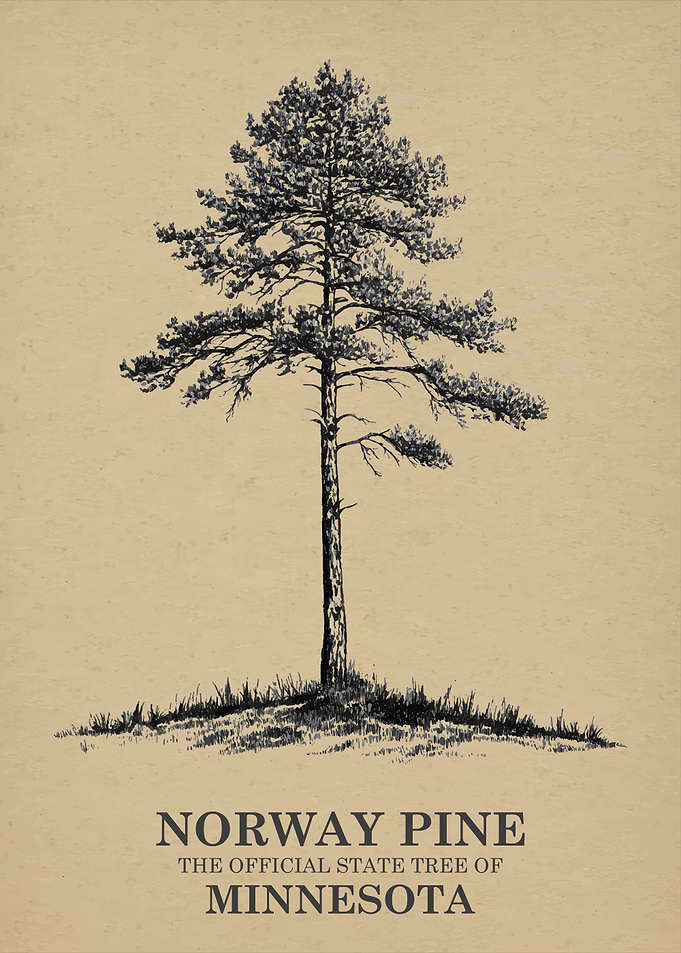 Norway Pine Minnesota State Tree