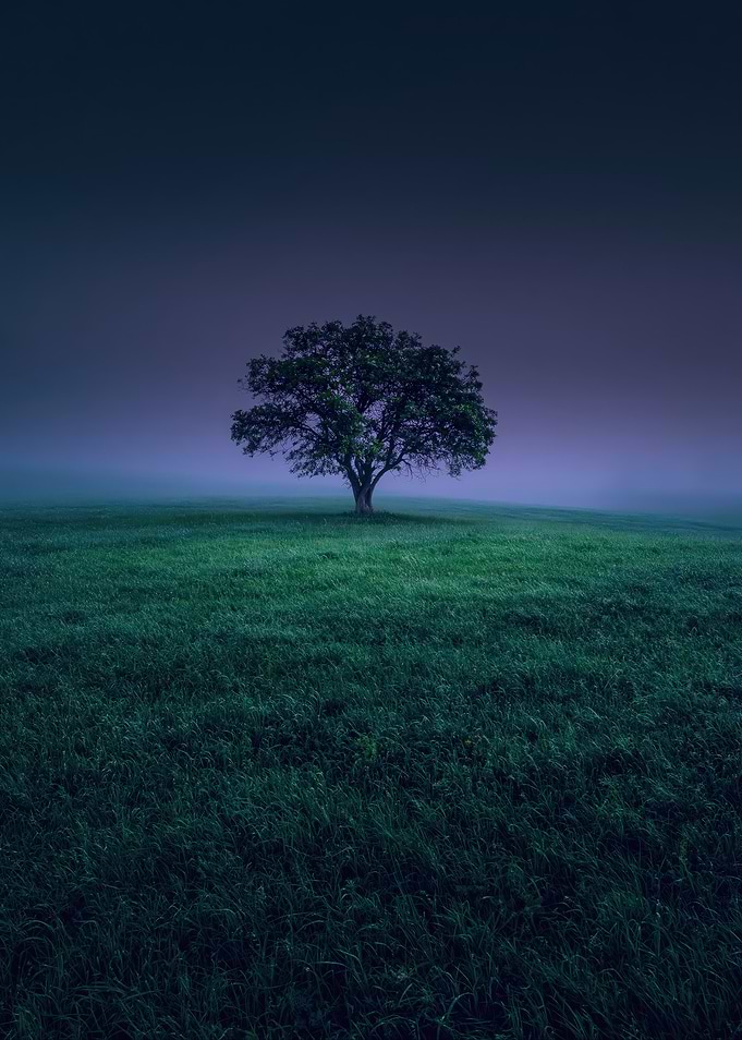 Solitary Tree in Foggy Field