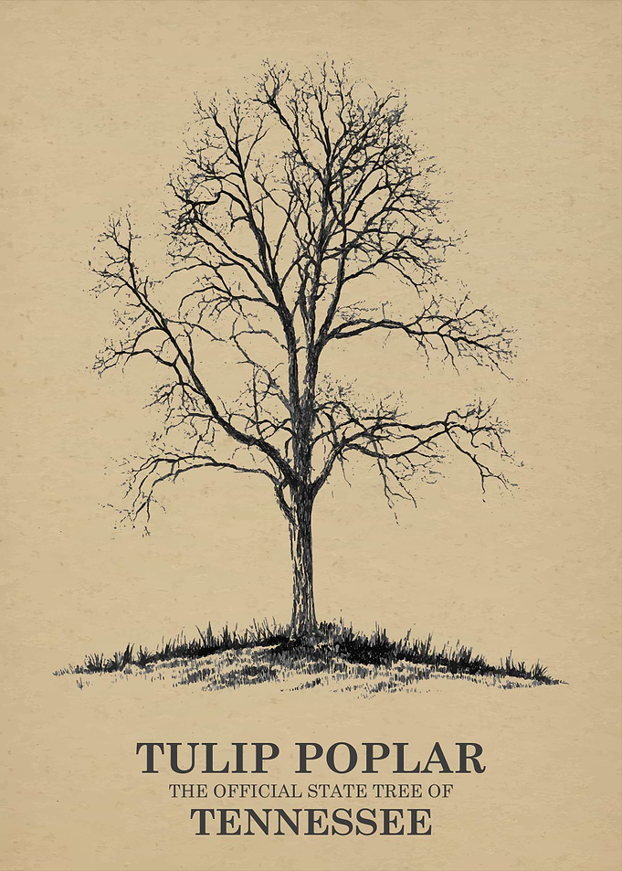 Tulip Poplar State Tree of Tennessee