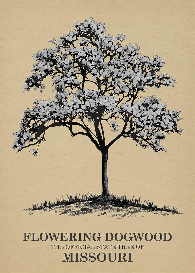 Flowering Dogwood State Tree of Missouri