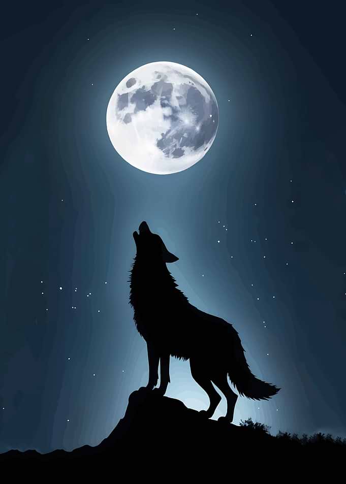 Wolf howling at the moon
