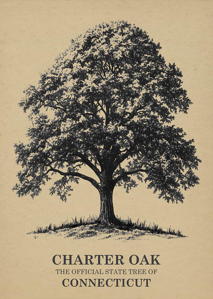 Charter Oak Connecticut State Tree