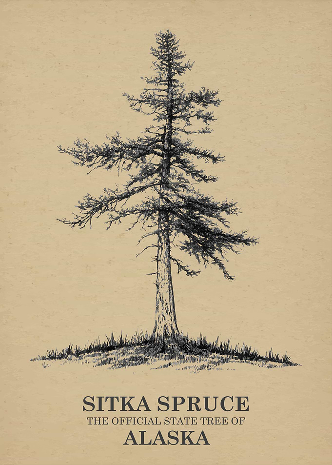 Sitka Spruce Alaska State Tree