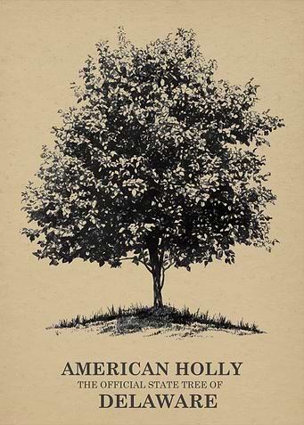 American Holly State Tree of Delaware