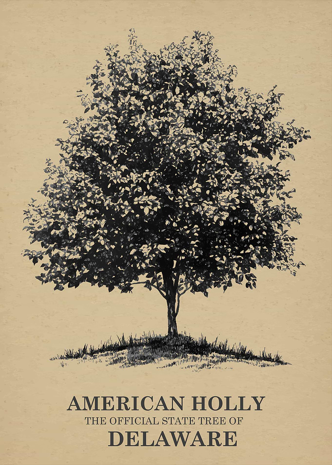 American Holly State Tree of Delaware