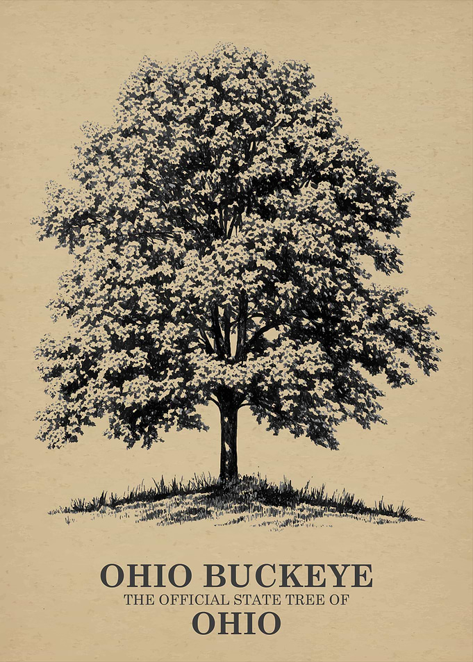 Ohio Buckeye State Tree Illustration