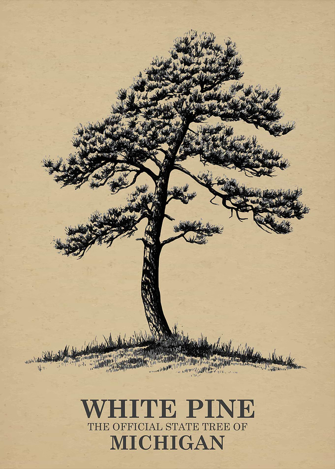White Pine Michigan State Tree Illustration