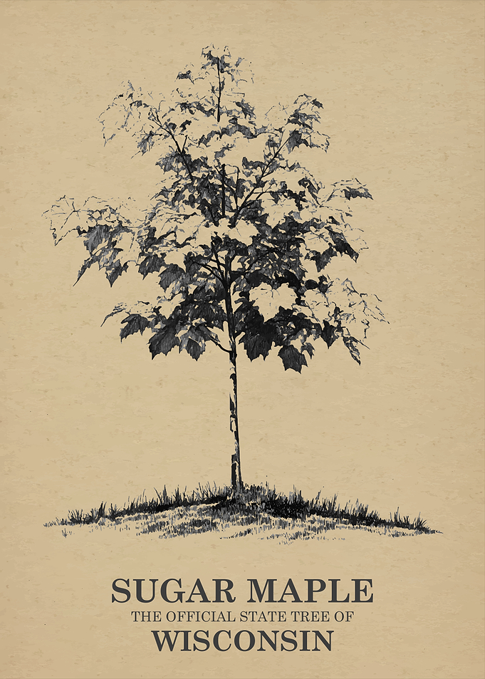 Sugar Maple Tree of Wisconsin