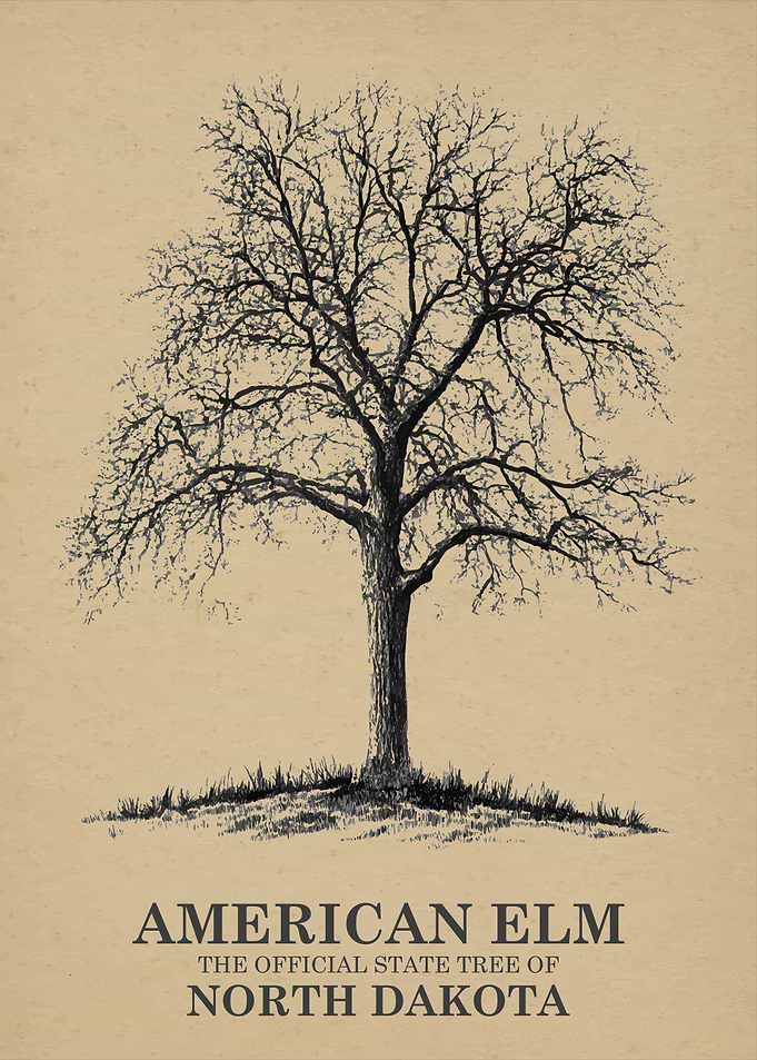 American Elm Tree of North Dakota
