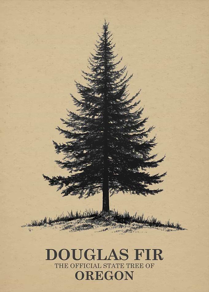 Douglas Fir Oregon State Tree