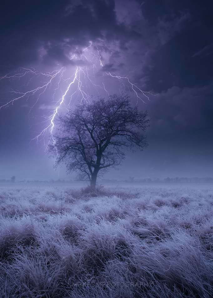 Lightning Strikes a Lone Tree in a Field