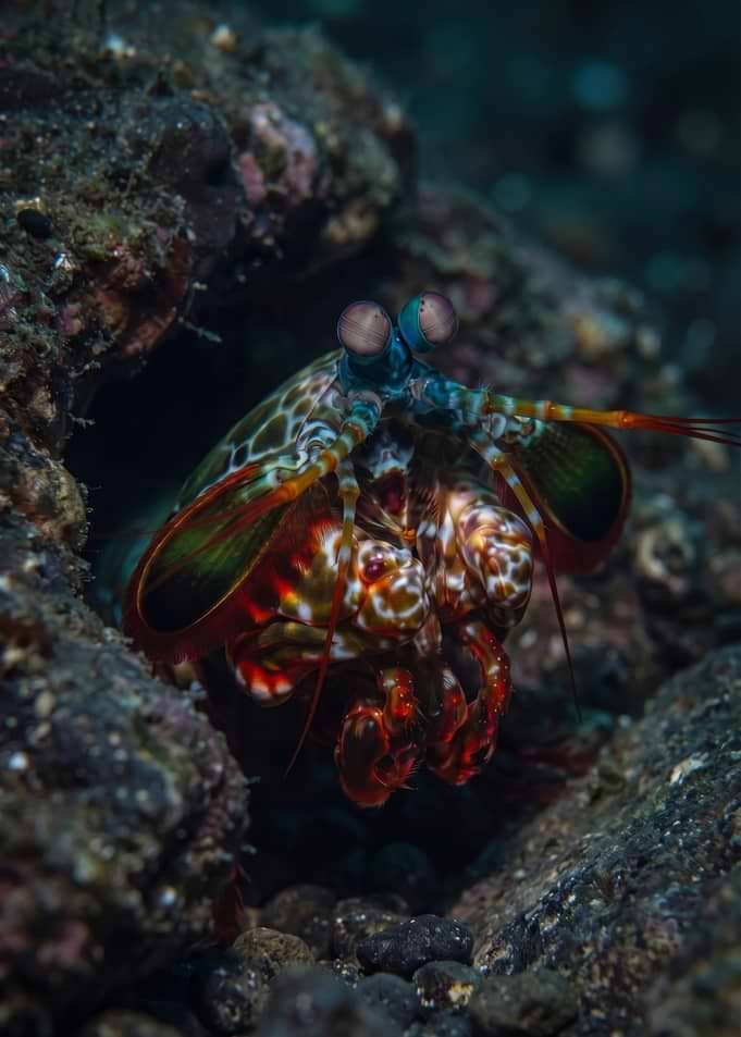Mantis Shrimp — The Ocean's Most Colourful Predator