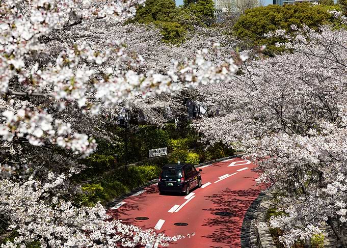 Cherry Blossoms in Tokyo