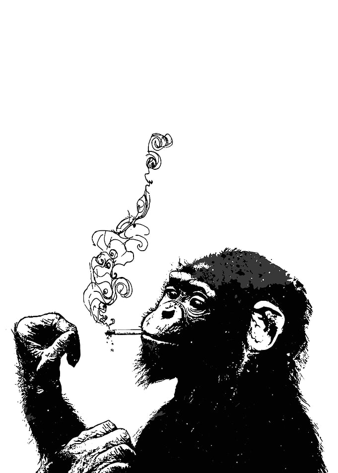 Chimpanzee smoking a cigarette